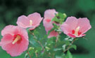 SJ_FL_00_C-0124.jpg